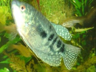 Opaline_Gourami4.jpg