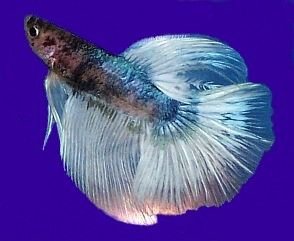 heathers_betta1a.jpg