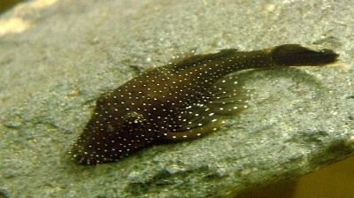 bristlenose.JPG