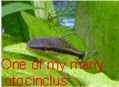 Otocinclus.jpg