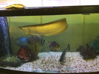 arowana.jpg