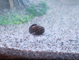 snail02.jpg