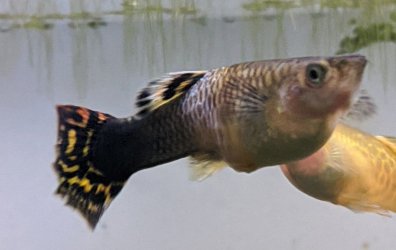 Guppy 2.jpg