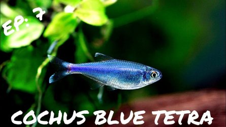 cochus blue tetra.jpg