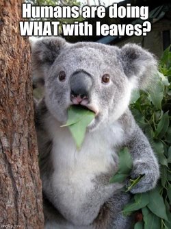 koala joke.jpg