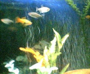 gravid_swordtail001.jpg