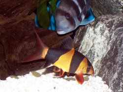 clown_loach_and_frontosa.jpg