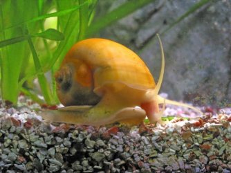 apple_snail_001.jpg