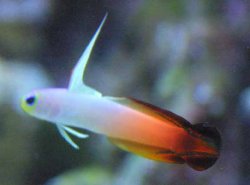 SW_Firefish0024.JPG