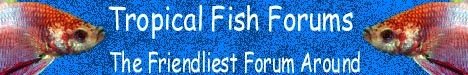 double_betta_banner.JPG