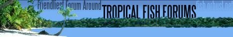 tropical2.jpg