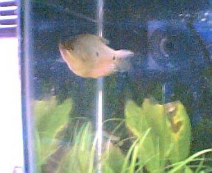 pouting_blue_gourami001.jpg