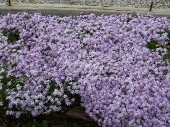 phlox04.jpg