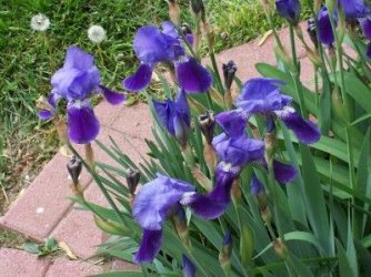 irises04.jpg