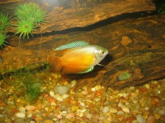 gourami.jpg