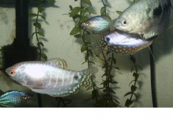 Gourami2.JPG