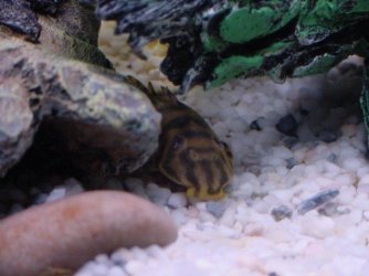 tigerplec.jpg