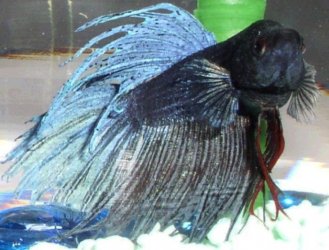 fixed_betta.JPG