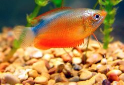 sky042_gourami.jpg