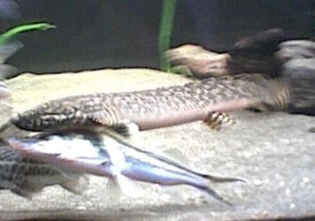 bichir_2.jpg