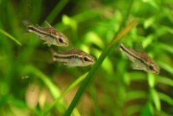 Corydoras pygmaeus1.jpg