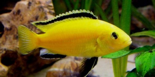 Yellow Cichlid.jpg