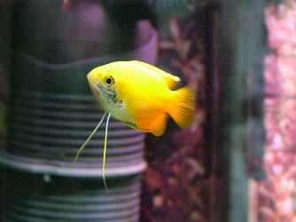 honey gourami male.JPG