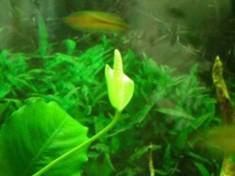 anubias flower.jpg