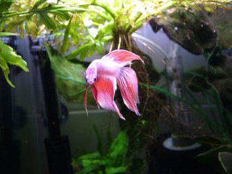 White & pink betta.JPG