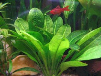 Echinodorus parviflorus Tropica2.jpg