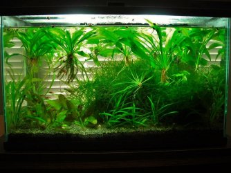 10g Aug 19-10 (2).JPG