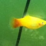 StellaThePlaty