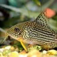 corydoratheexplorer