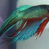 betta1234