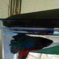 Willard The Betta