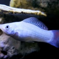 Maineaquarist