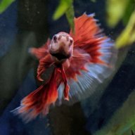 bettaworldforbettas