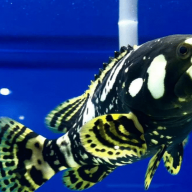 Bumblebee Grouper