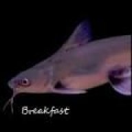 Columbian Shark Catfish