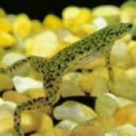 AtomicPleco