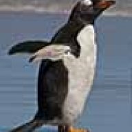 Gentoo