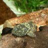 FredTheBristlenose