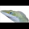 Anolis