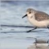 Sanderling