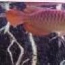 tomarowana