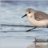 Sanderling