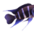 Sussex Cichlid