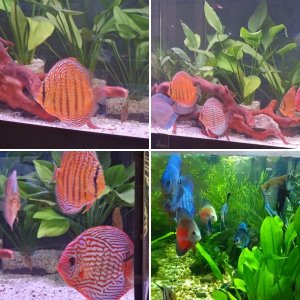 My Discus