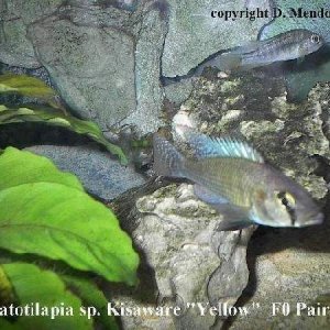 astatotilapia2.JPG