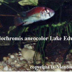 Haplochromis_aneocolor_Lake_Edward.jpg